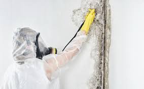 Best Attic Mold Removal  in Crownpoint, NM